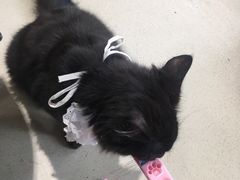 -藏猫猫咖啡主题馆(中央大道店)