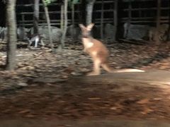 -清迈夜间动物园