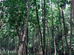 -云溪植物园