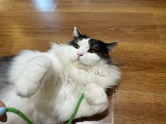 -有猫主题·治愈系猫咖(曾厝垵店)