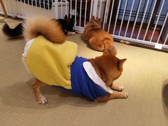 -逗柴咖啡屋·狗咖猫咖宠物桌游