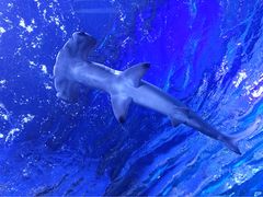-迪拜水族馆及水下动物园