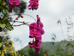 -深圳仙湖植物园