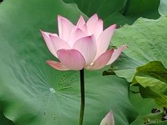 -荔湾湖公园