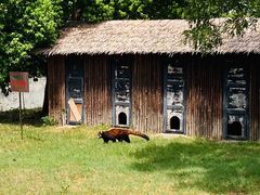 -合肥野生动物园
