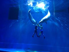 -芜湖新华联大白鲸海洋公园