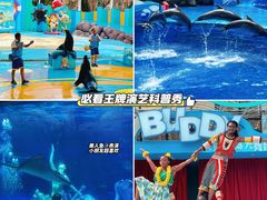 -海合安成都极地海洋公园