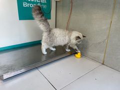 -关爱动物医院·心脏·中兽医·异宠(金牛路分院)