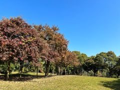 -福建鲤鱼洲酒店