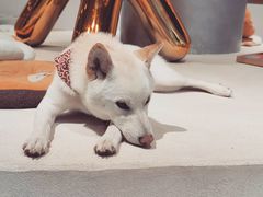 -柴务处·柴犬主题狗咖