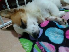 -严国平动物医院(德政总院)