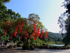 -深圳仙湖植物园