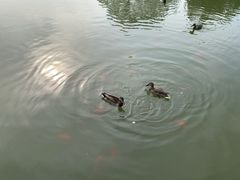 -将府公园