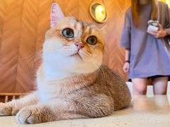 -MOCHA明星猫咖(田子坊店)