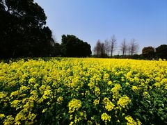 -贡湖湾湿地公园