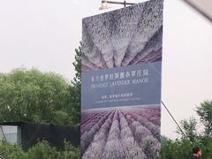 -北京东方普罗旺斯薰衣草庄园