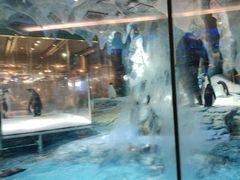 -帝企鹅自助餐厅•儿童岛•真企鹅(长隆企鹅酒店)