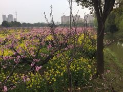 -南汇桃花村