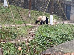 -都江堰中华大熊猫苑