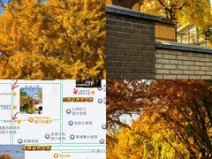 -三里屯东五街银杏大道