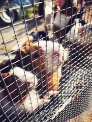 -萌宠亲子动物乐园(槐房万达店)