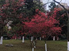 -龙头寺公园