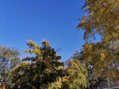 -三里屯东五街银杏大道