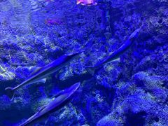 -江和美海洋公园