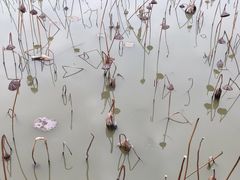 -大湾区中央湿地公园