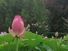 -莲花池公园