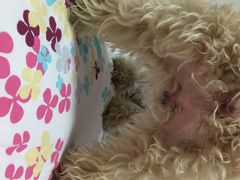 伟伟宠物医院-伟伟宠物医院·CT影像中心·瑞派犬猫综合性门诊(汉口总院)