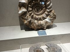-安徽省地质博物馆