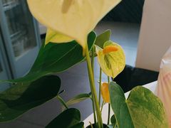 -眉州东坡(通州店)