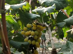 -武汉世外桃源农庄