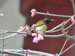-金鸡山公园