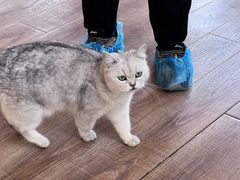 -猫的茶·猫咖