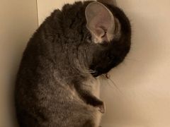 -龙猫仔乐园(惠福东路店)