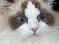 -瑞派康怡24h宠物医院·犬猫医疗中心·微创绝育(瑞景分院)
