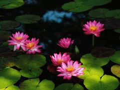 -国家植物园南园