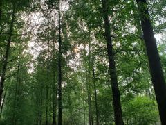 -合肥滨湖国家森林公园