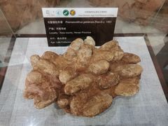 -中国西峡恐龙遗迹园