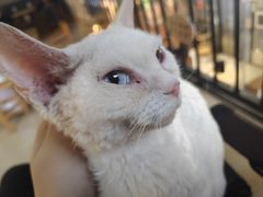 -豆逗聊愈猫阁Easy Life