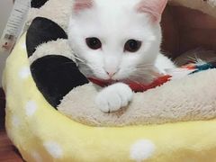 -八公叔叔宠物美容连锁(春申店)