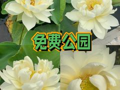 -朝阳公园