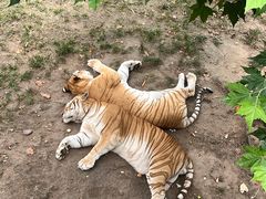 -西霞口神雕山野生动物世界