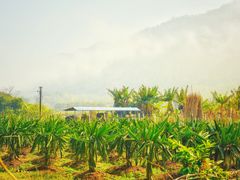 -开平碉楼文化旅游区马降龙景区
