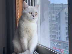 -派联宠物医院·24h·CT·异宠