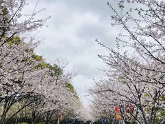 -高东镇樱花园
