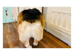 -柯斗斗主题餐厅·狗咖·围炉煮茶·茶饮(国瑞升平里店)