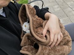-乐琪宠物医院·犬猫专科·骨外科·急重症